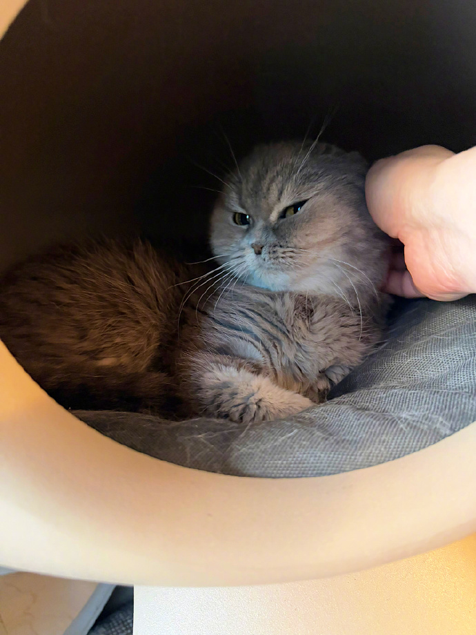 OpenDoor2Health's tweet photo. 毛孩子的治愈瞬间！下班回家被小奶猫蹭手心，今天的疲惫全清零， https://t.co/ZtMPV50i9s