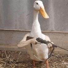 gibx59's tweet photo. how I imagine the duck from $crim’s song title “if life was fair, ducks would have shotguns” https://t.co/wNRR39bhqO