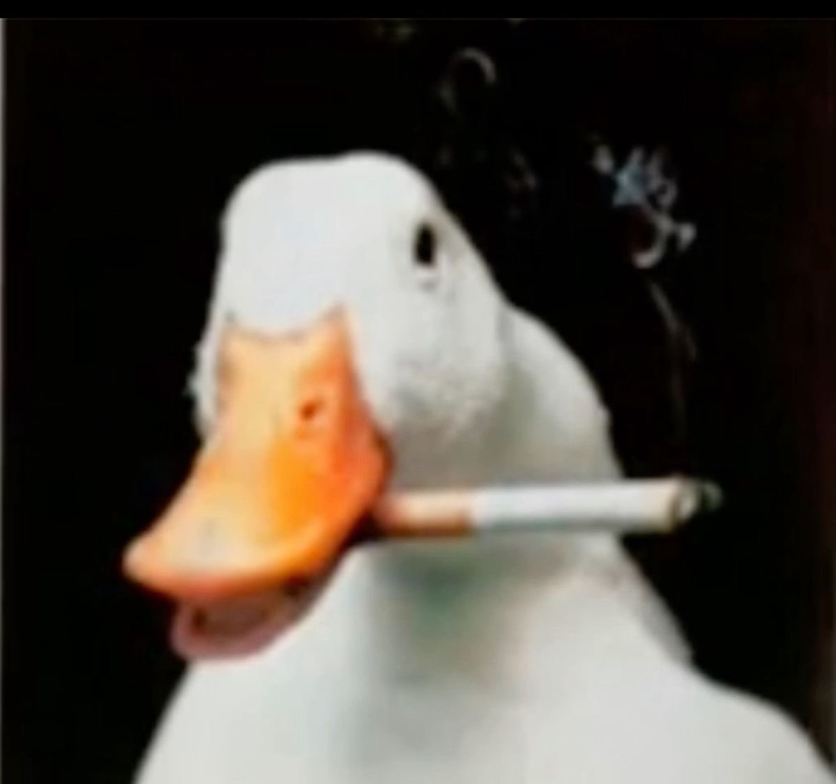 gibx59's tweet photo. how I imagine the duck from $crim’s song title “if life was fair, ducks would have shotguns” https://t.co/wNRR39bhqO
