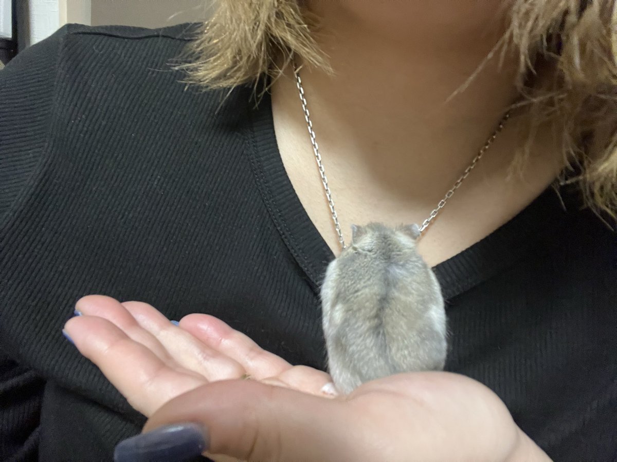 hokketonishin's tweet photo. 昔はクロムハーツを着けていましたが、今はハムスターを着用しています。なめらかで肌触りが良く、たまに噛まれて刺激をもらえます https://t.co/DGNzY5A4uI