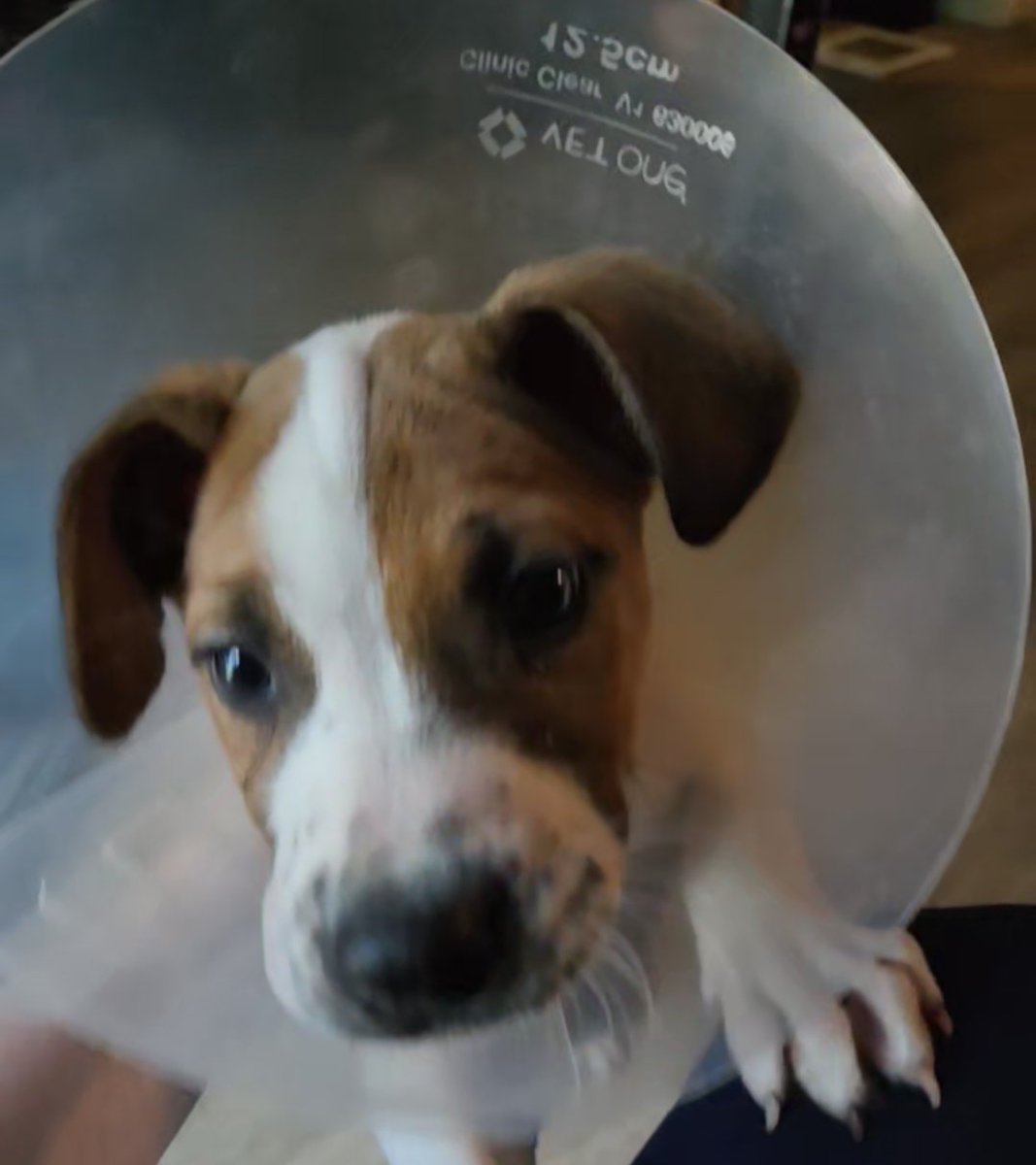 EvaBoraBoston's tweet photo. MY SISTER GOT A PUPPY https://t.co/74TW1tFgl7