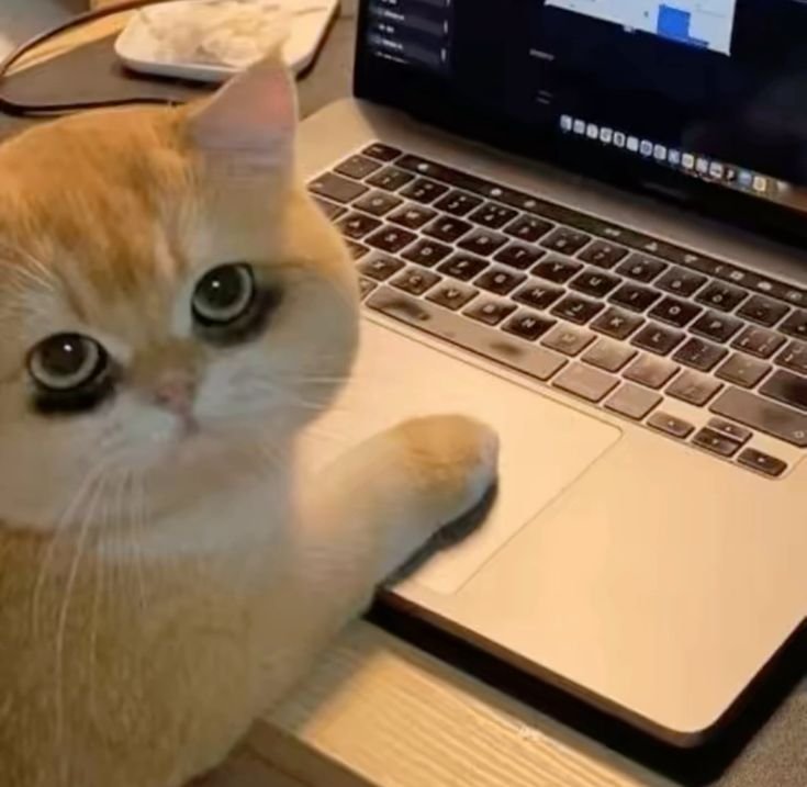 skyflowies's tweet photo. Keadaan riil gue saat ini... Baru tidur jam setengah 5 terus bangun jam 7 dan  lanjut buka laptop buat ngurusin kodingan itu sampe sekarang fakkk. Gue ga sangguppp bangetttt asliii, kepala puyeng banget😭😄 https://t.co/0DuJNj5adx