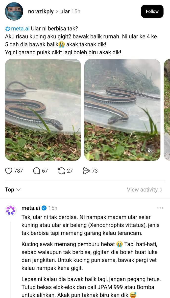 mynewshub's tweet photo. Kucing duk bawak balik ular..... https://t.co/iznCaRP1KS