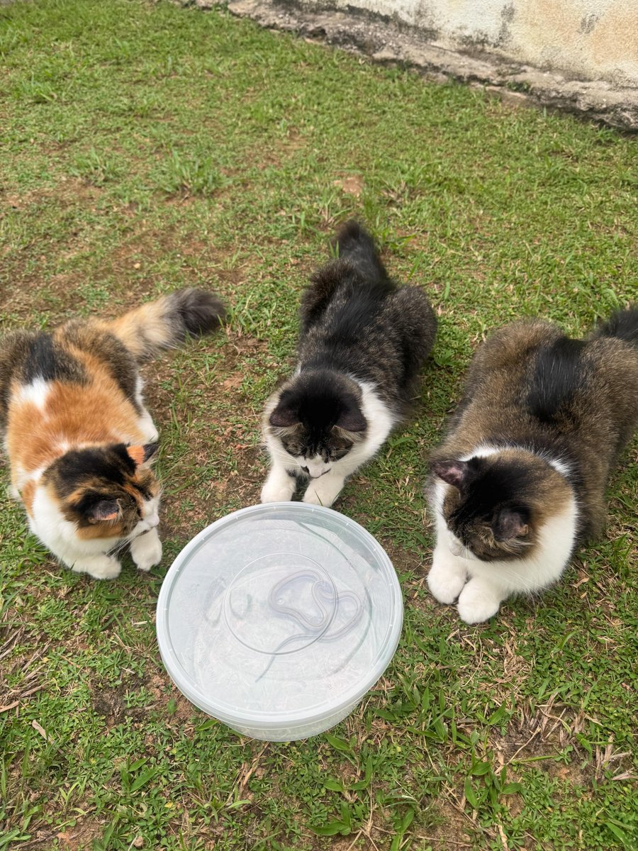 mynewshub's tweet photo. Kucing duk bawak balik ular..... https://t.co/iznCaRP1KS