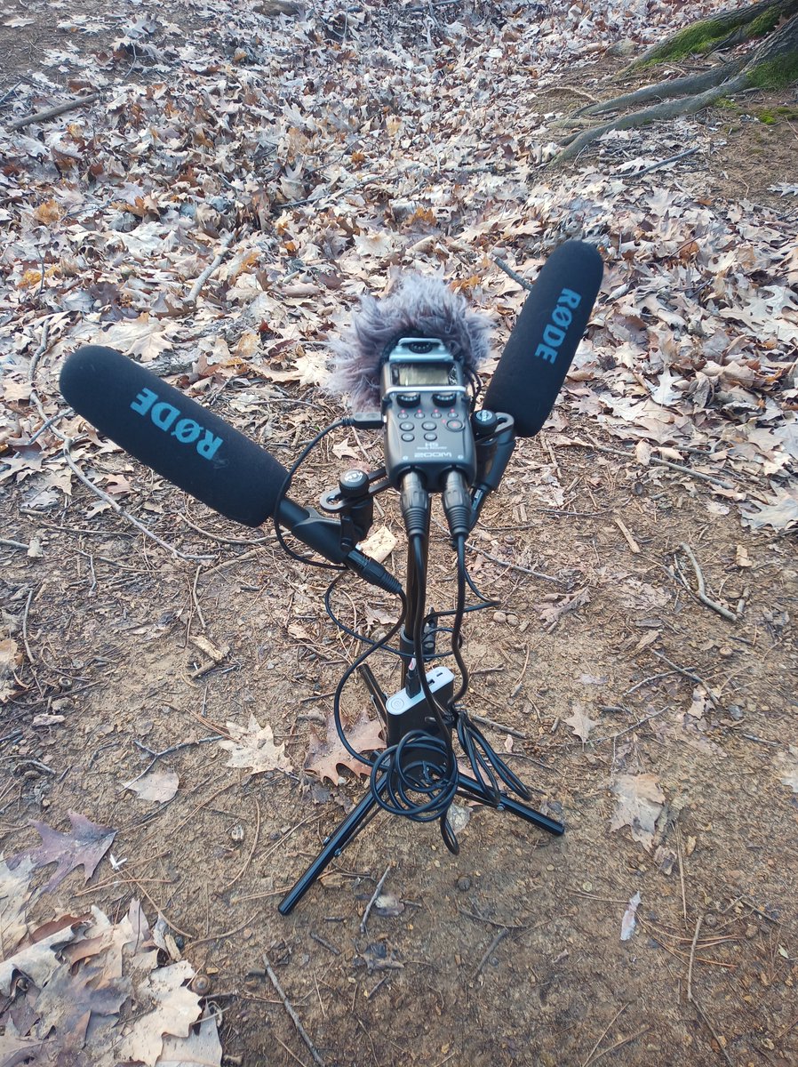 StephonoTorino's tweet photo. #fieldrecording
#zoomh5
#rodentg2
#Nature 
#woods https://t.co/9ISNY6k7nL