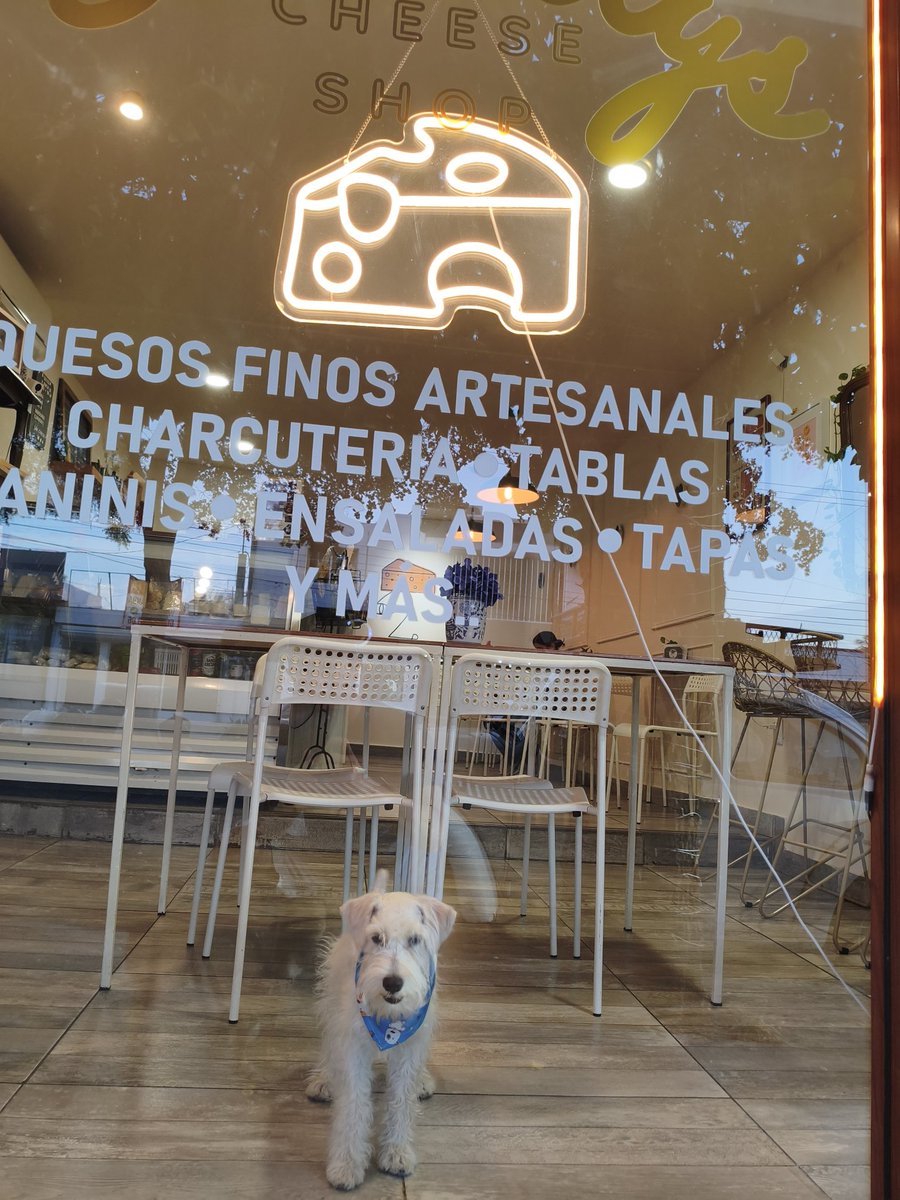 DelilysCheese's tweet photo. Cooper así como su hermano Harry  (30/11/2025) amaba ver pasar a las personas desde Delilys.

 Te extrañamos mucho Harry. 🤍

#Culiacán #Sinaloa #Harry https://t.co/72QZ8Sg9vo