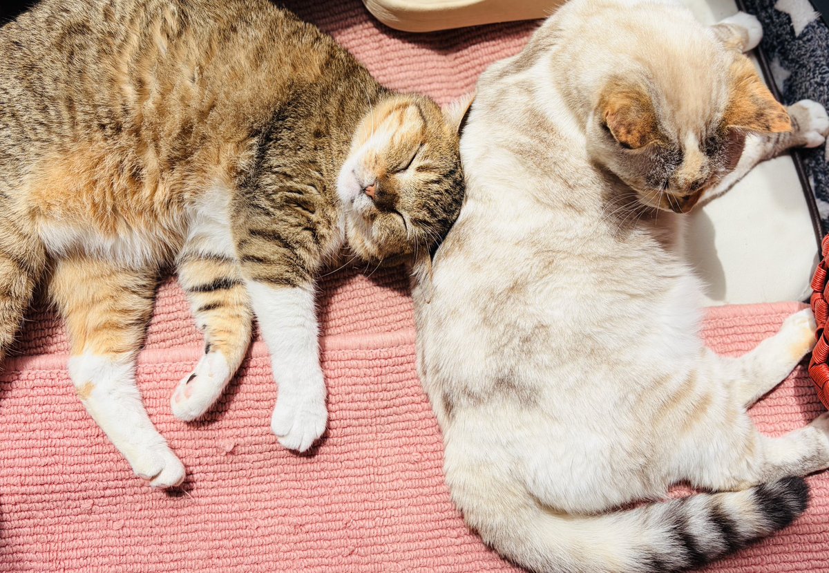 取引猫です。 すでに幸せそうなこの猫を一体どこに譲渡したら良いのか毎日考えている