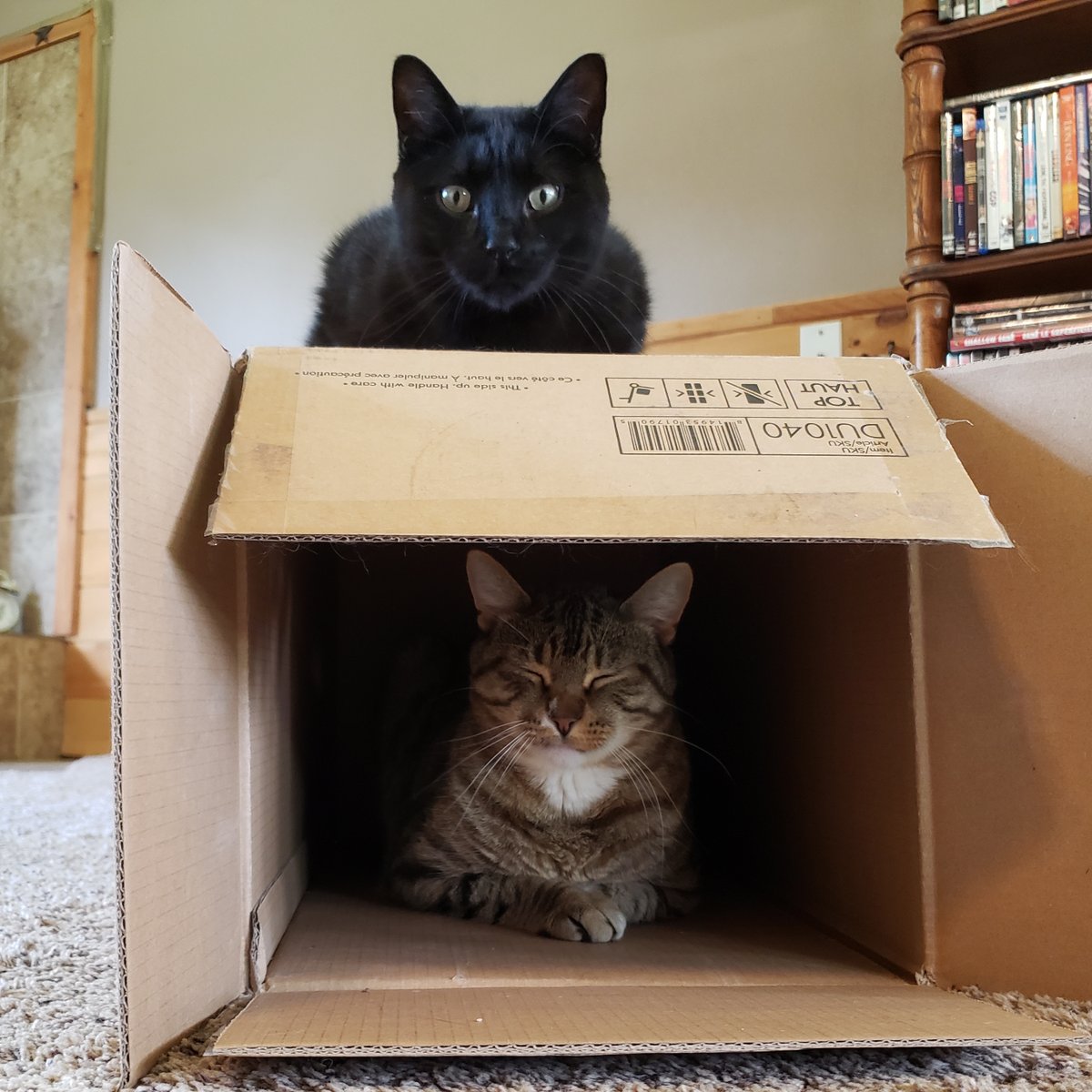 sixstringsrw1's tweet photo. #CatsOfTwitter - #CatsOnTwitter - #CatsOfX - #CatsOnX - https://t.co/YgjpTeChiX