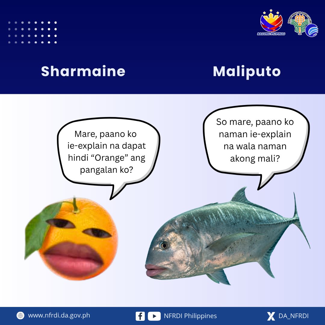 DA_NFRDI's tweet photo. #Maliputo, Tamaputo!

Scientific name:𝘊𝘢𝘳𝘢𝘯𝘹 𝘪𝘨𝘯𝘰𝘣𝘪𝘭𝘪𝘴;
Common name:Giant trevally
Kilala bilang talakitok kapag nahuli sa dagat at maliputo” kapag sa tubig-tabang gaya ng Taal Lake
Umaabot sa humigit-kumulang ₱400-700/kilo ang presyo nito

#Sharmaine
#LatestTrend https://t.co/CMMzDL0aZS