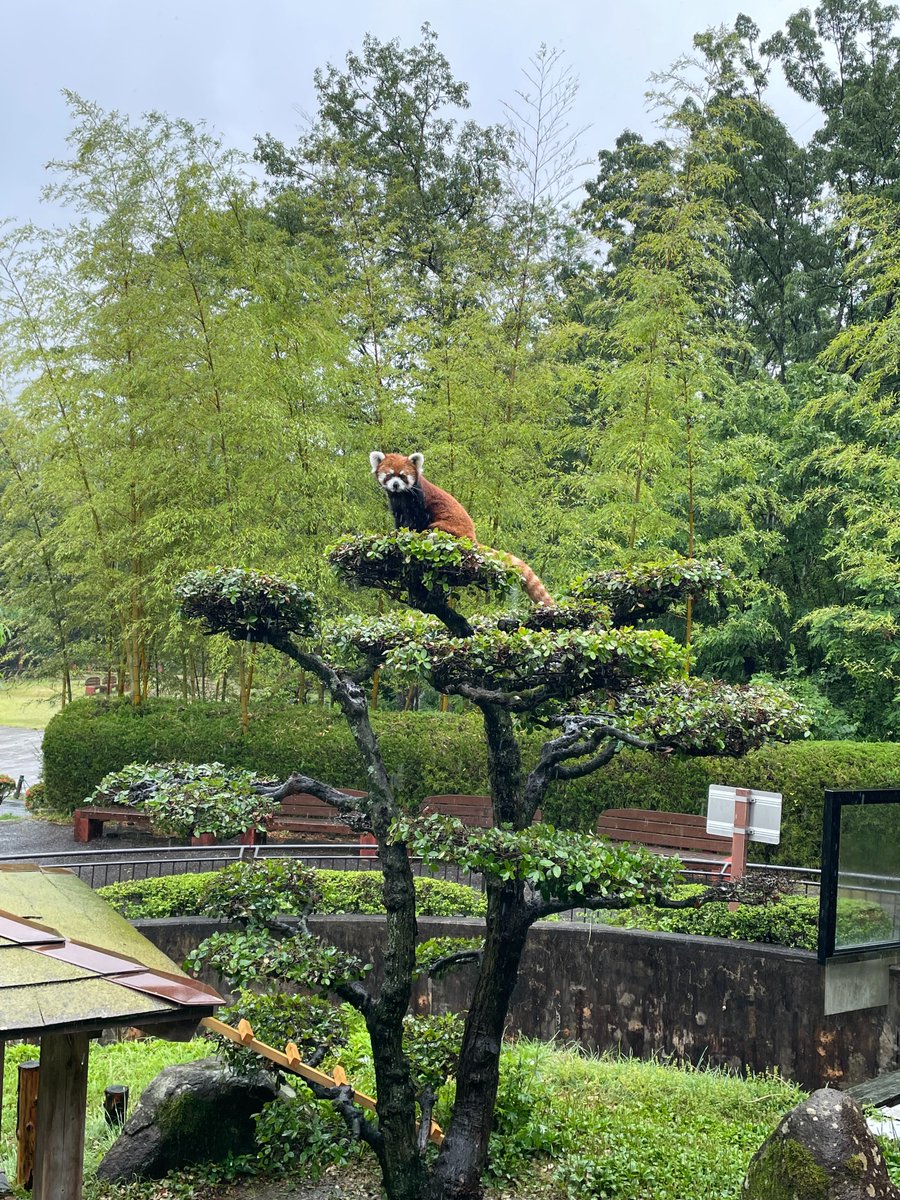 asa_zoo's tweet photo. 雨の日のプルプル（もうすぐ2歳の雄）。
涼しくて気持ちが良いのか、いつもより活発に過ごしていました。

＃zoo　＃レッサーパンダ https://t.co/YiSs5Iz0mf