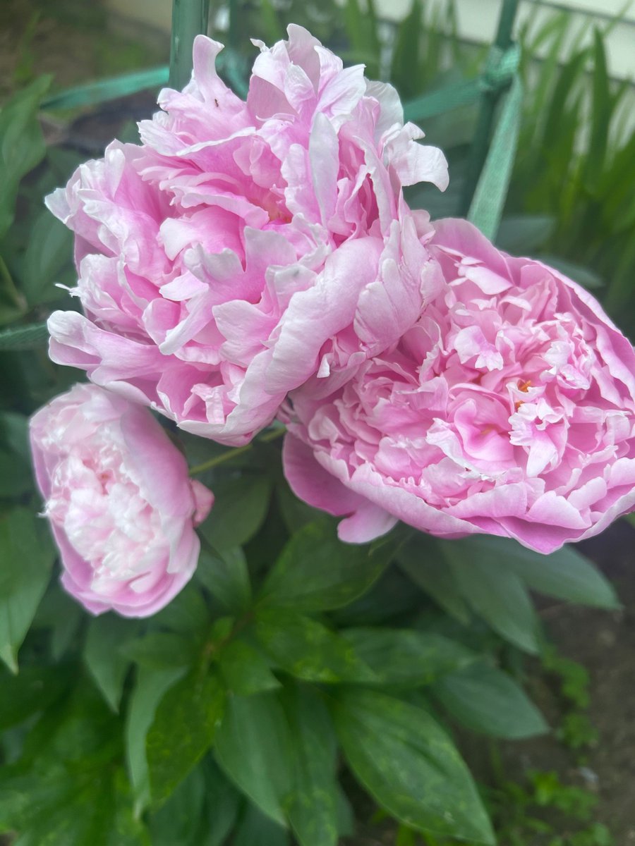 Peonies blooming 6.4.26 😘 #garden #flowers #flowergirl #peonies