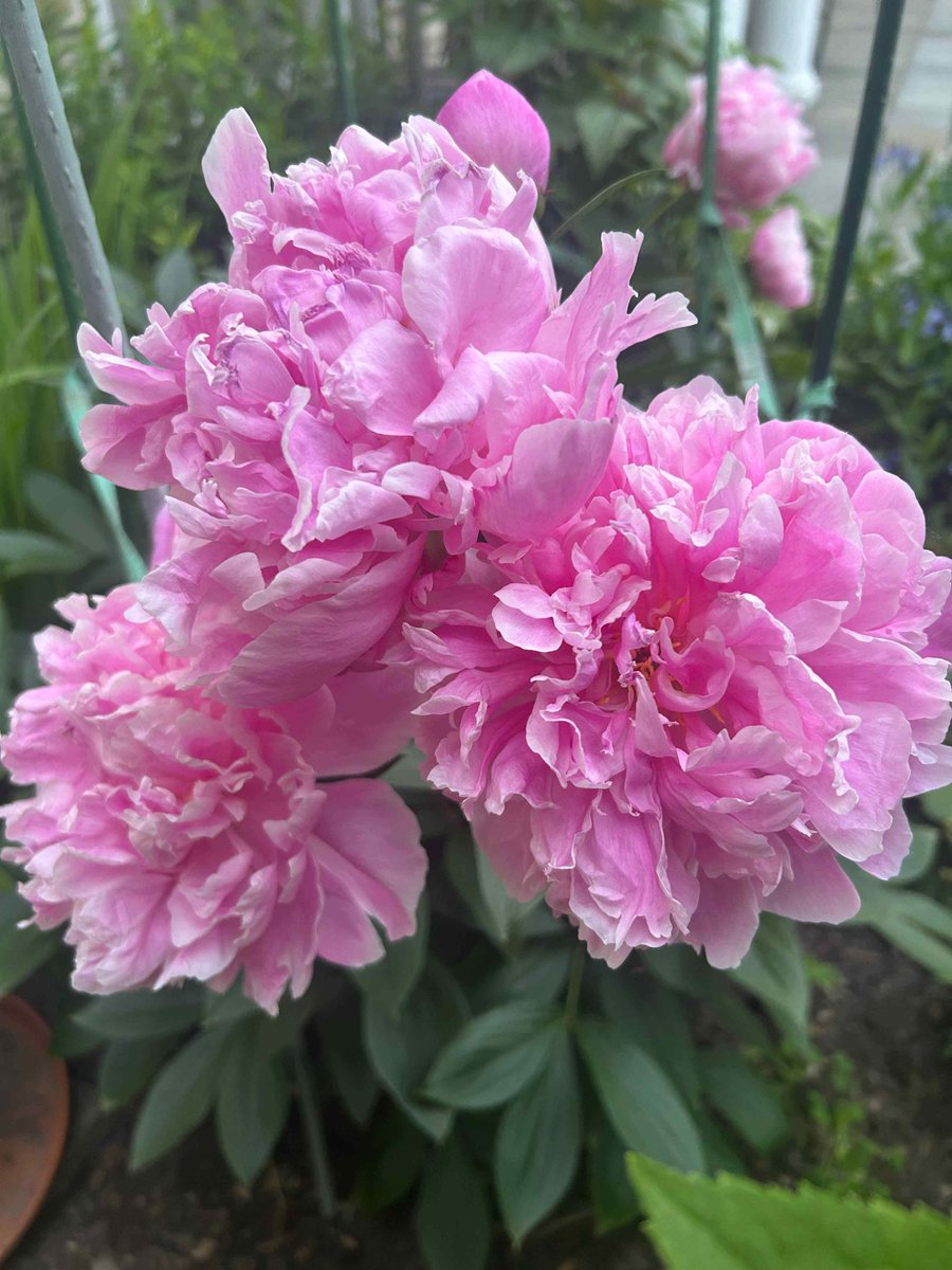 Peonies blooming 6.4.26 😘 #garden #flowers #flowergirl #peonies