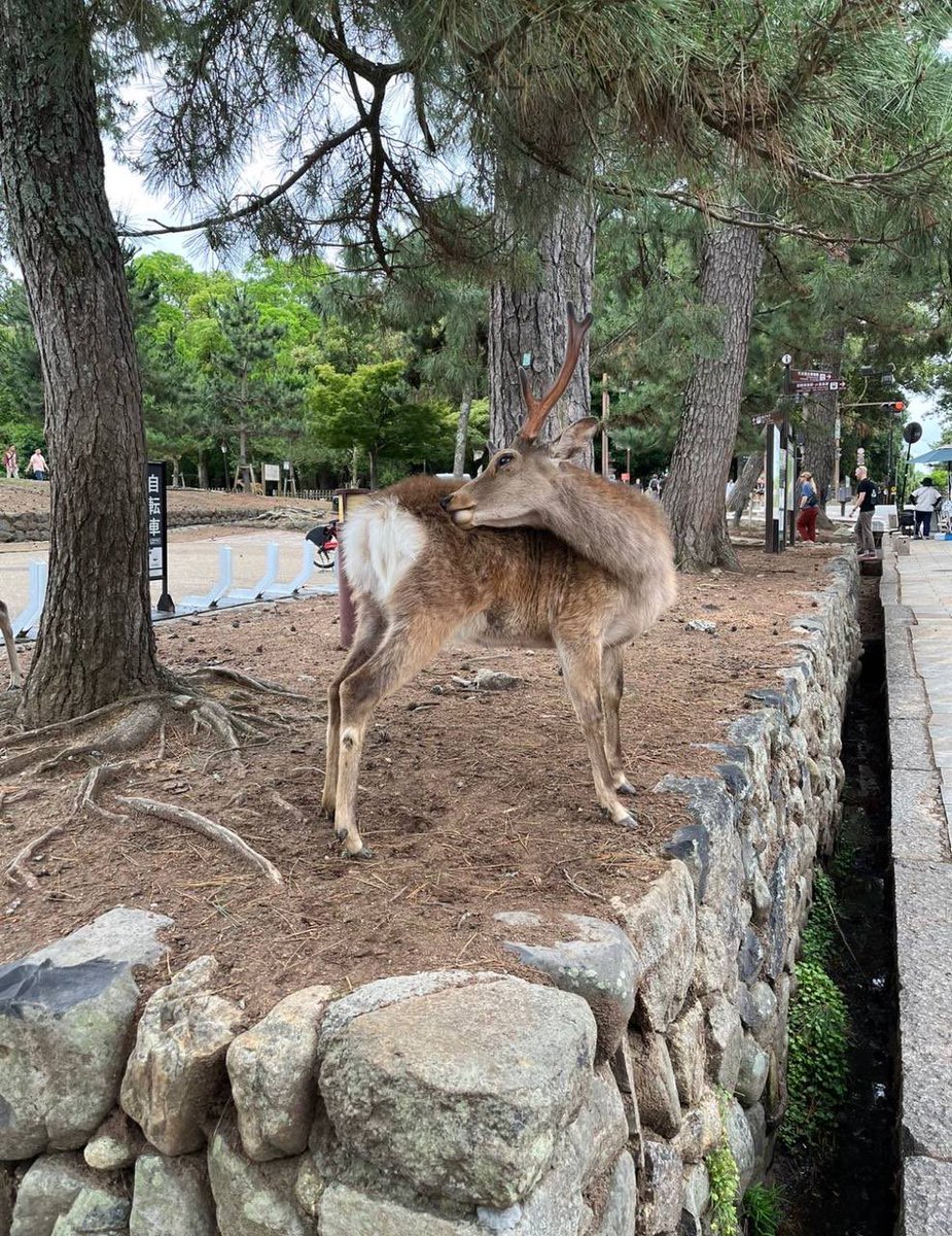 nikovegd's tweet photo. 奈良で鹿さんなう🦌笑
#裏垢女子　#大阪 https://t.co/FRlTcPSo0D