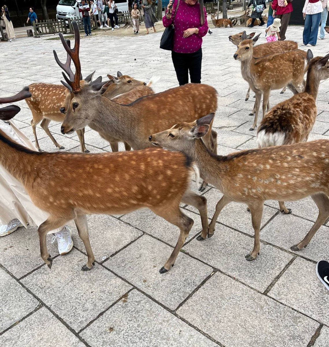 nikovegd's tweet photo. 奈良で鹿さんなう🦌笑
#裏垢女子　#大阪 https://t.co/FRlTcPSo0D
