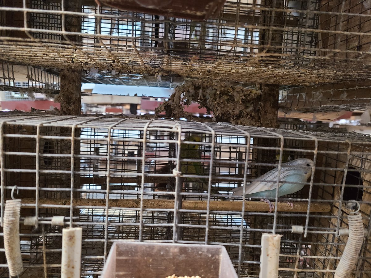 peta's tweet photo. @Petco @PetSmart 10K parakeets were warehoused inside stacked rows of tiny metal cages, packed so tightly that many birds couldn’t fully spread their wings.

Feces piled into what a co-owner called “poop towers,” while dead birds &amp; rotting eggs were left inside cages with birds &amp; chicks. https://t.co/2rF26ENEWN