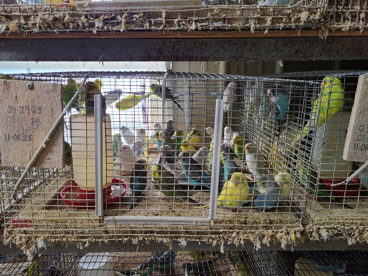 peta's tweet photo. @Petco @PetSmart 10K parakeets were warehoused inside stacked rows of tiny metal cages, packed so tightly that many birds couldn’t fully spread their wings.

Feces piled into what a co-owner called “poop towers,” while dead birds &amp; rotting eggs were left inside cages with birds &amp; chicks. https://t.co/2rF26ENEWN