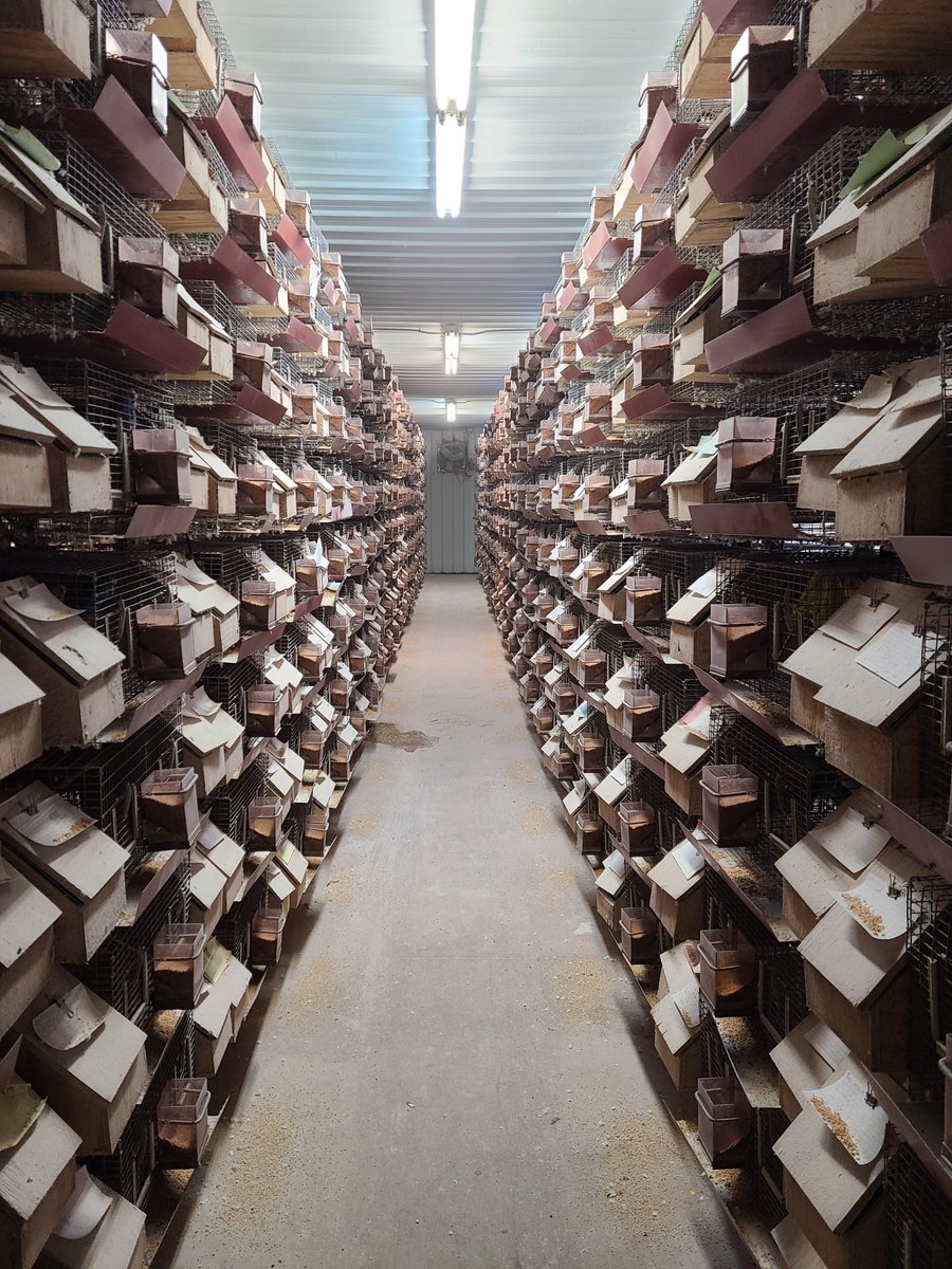 peta's tweet photo. @Petco @PetSmart 10K parakeets were warehoused inside stacked rows of tiny metal cages, packed so tightly that many birds couldn’t fully spread their wings.

Feces piled into what a co-owner called “poop towers,” while dead birds &amp; rotting eggs were left inside cages with birds &amp; chicks. https://t.co/2rF26ENEWN