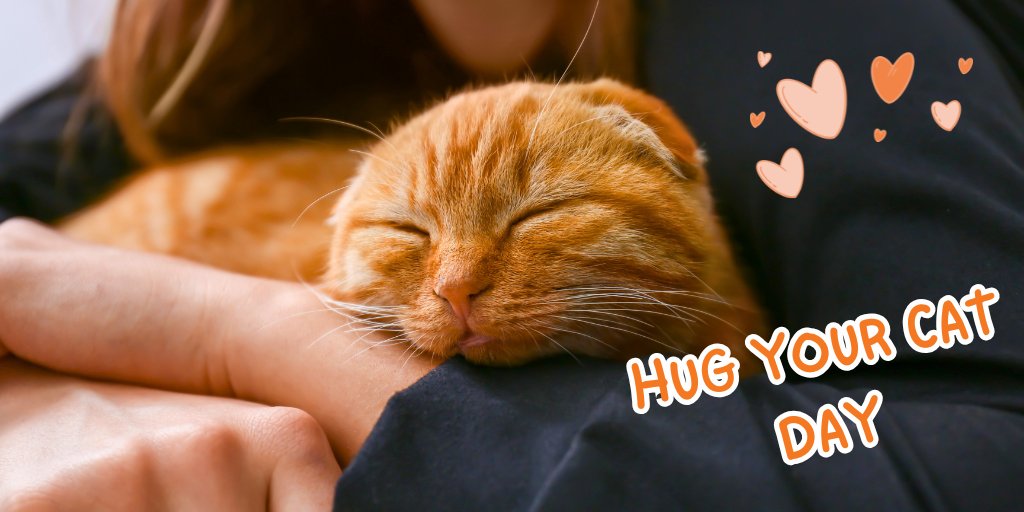 NHVpets's tweet photo. Happy Hug Your Cat Day 🐱

Although we all know cats decide IF hugs are acceptable 😂

Does your kitty show love through head boops, making biscuits, following you everywhere, slow blinks, or screaming for food at 5am? Drop their favourite love language below ⬇️
#hugyourcatday https://t.co/VhxyHaycIa
