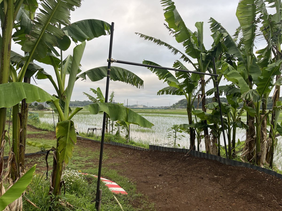 TLand21048's tweet photo. 🌱芭蕉が大きくなりました https://t.co/DBKNF5osj4