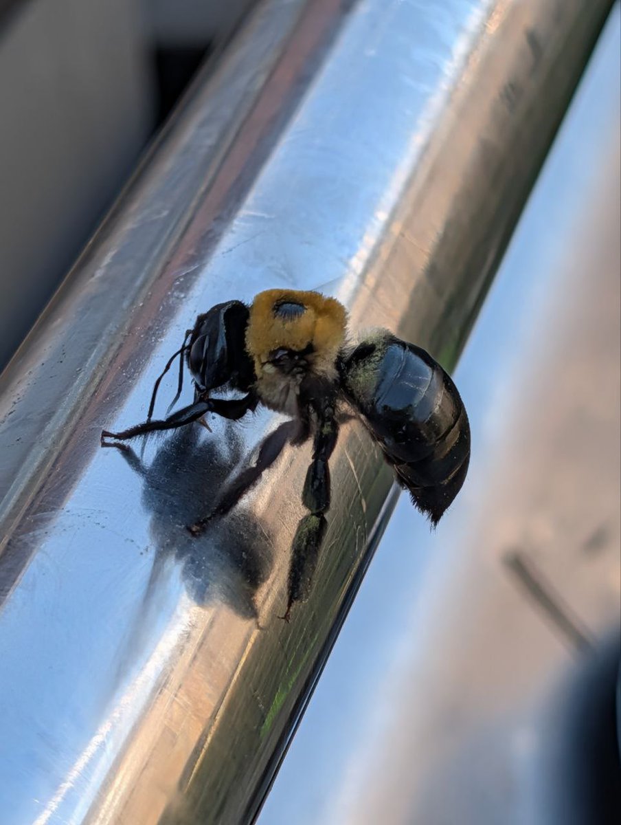 MamaRollingwind's tweet photo. Check it out @Mesoy640, a carpenter bee on my BBQ https://t.co/zshmZ359Bb