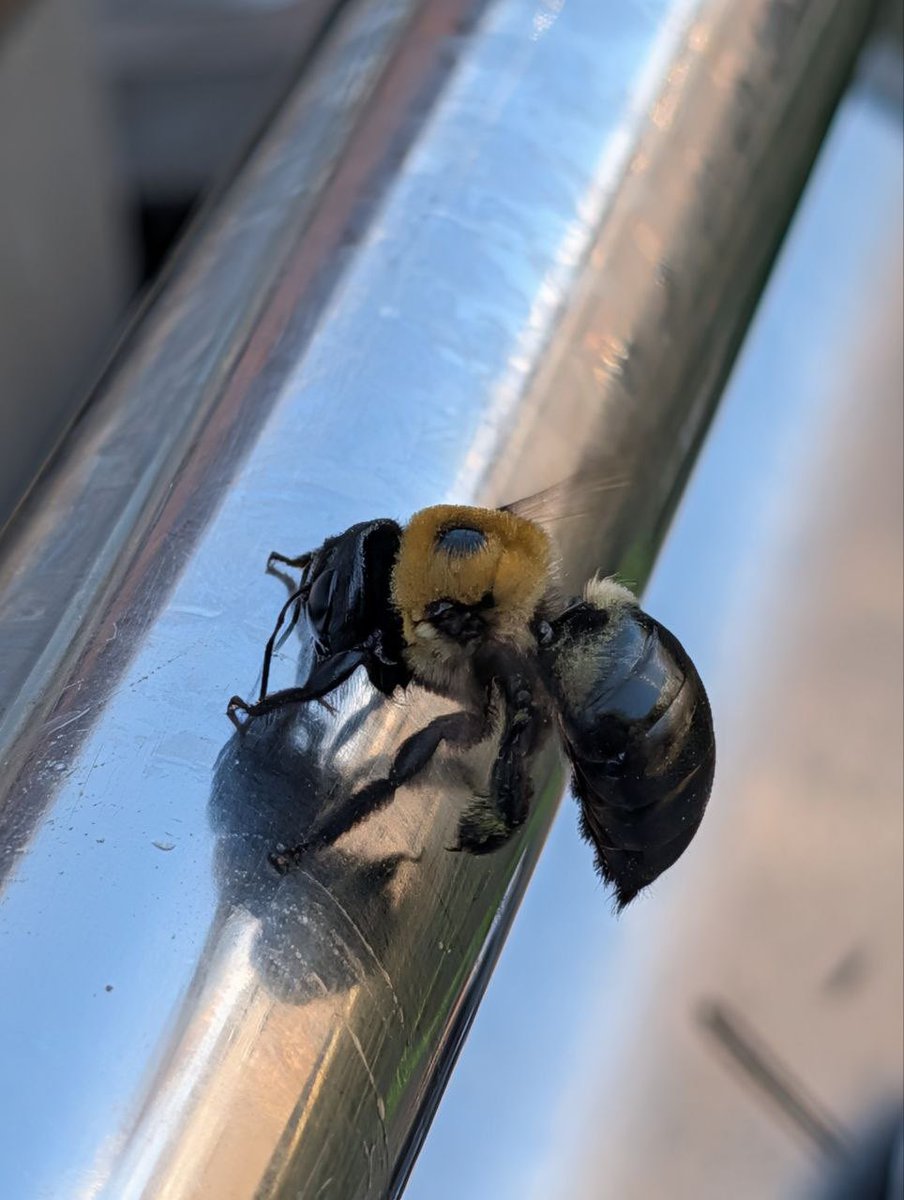 MamaRollingwind's tweet photo. Check it out @Mesoy640, a carpenter bee on my BBQ https://t.co/zshmZ359Bb