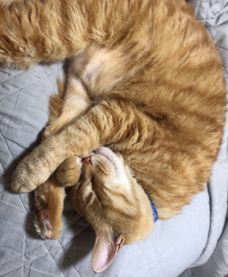 MusicRainbow2's tweet photo. おはようございます🥱🐈🍀
今日は
2026年6月5日(金曜日)です
 Zzz… _(*´﹃｀*_    )_🐳🏖️☀️ https://t.co/3faCQWjovI
