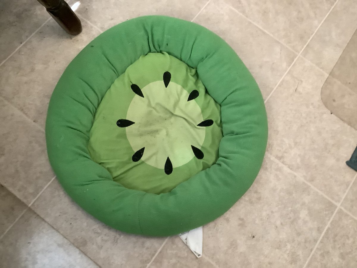 GraceJacques340's tweet photo. i got a new nickname for my bob dog: kiwi.
one of his beds is kiwi-themed, and he's brown and fuzzy like the outside of a real kiwi fruit.
#dogs
#pughuahua
#chugdog
#kiwi https://t.co/ePYVlFRUNJ