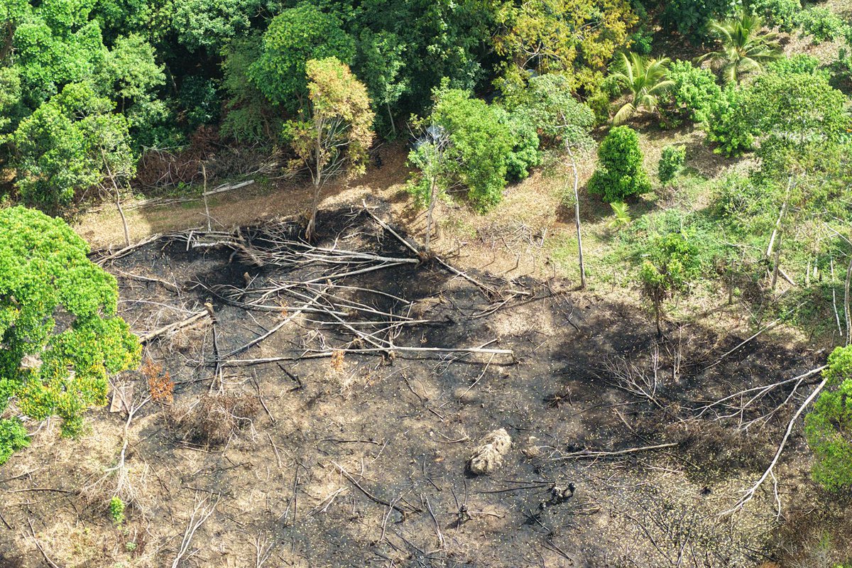 FFAAHN's tweet photo. #ProtecciónAmbiental || Como parte de las operaciones permanentes de protección y conservación de los recursos naturales, efectivos del Segundo Batallón de Protección Ambiental de las #FFAA, en coordinación con el Instituto de Conservación Forestal #ICF, realizaron una inspección en la comunidad de Tierra Fría, ubicada dentro del Parque Nacional Pico Bonito, en La Ceiba, Atlántida.

Durante la operación se identificó una zona afectada por la deforestación y degradación del suelo, producto del cambio de uso del terreno para el establecimiento de cultivos de rambután en un área aproximada de ocho manzanas.

Como resultado de la inspección, se documentaron los daños ocasionados al ecosistema y se elaborará el informe técnico correspondiente, el cual será remitido a la Fiscalía Especial del Medio Ambiente #FEMA y a la Procuraduría General de la República #PGR, para dar seguimiento a las acciones legales que correspondan conforme al marco jurídico vigente.

#FuerzasArmadasHN