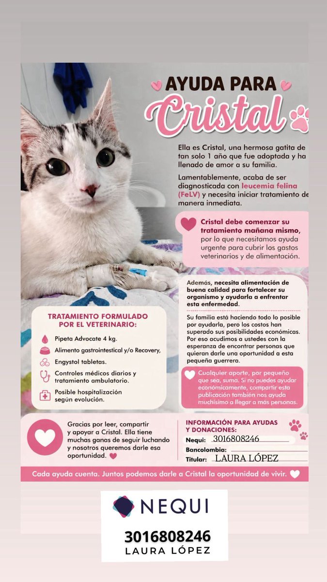 juanda8512's tweet photo. Hola, agradezco de todo corazón ❤️ una ayuda con un RT. Un hogar en Medellín y quién pueda una ayuda económica, envío historia clínica. Tienen mayor cobertura de contactos. Gracias totales 🫂.@MONYRODRIGUEZOF @andreanimalidad @Amparo_Grisales @piedrahitangela @Marce_Tabares https://t.co/QbPajUeSFh