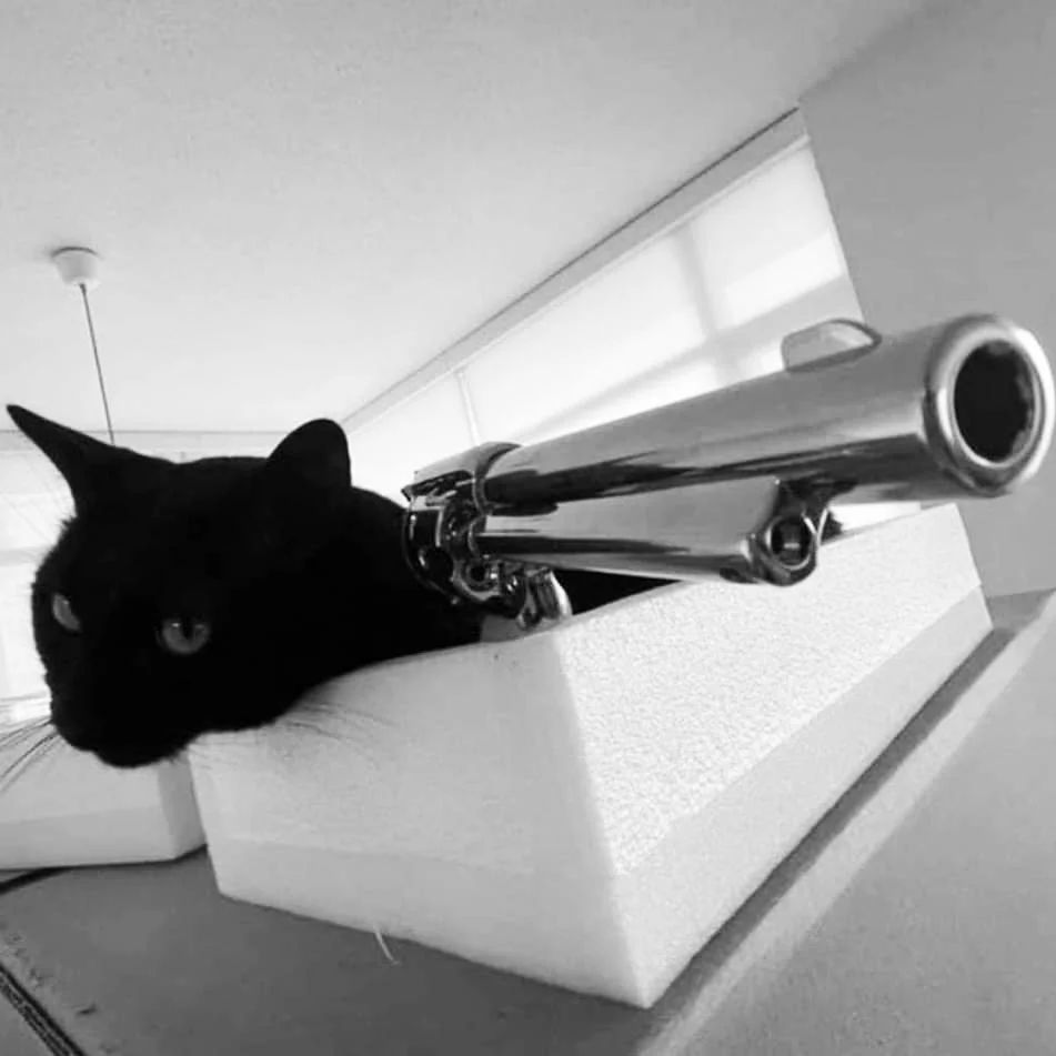 PunchingCat's tweet photo. https://t.co/KWRprcJkZq