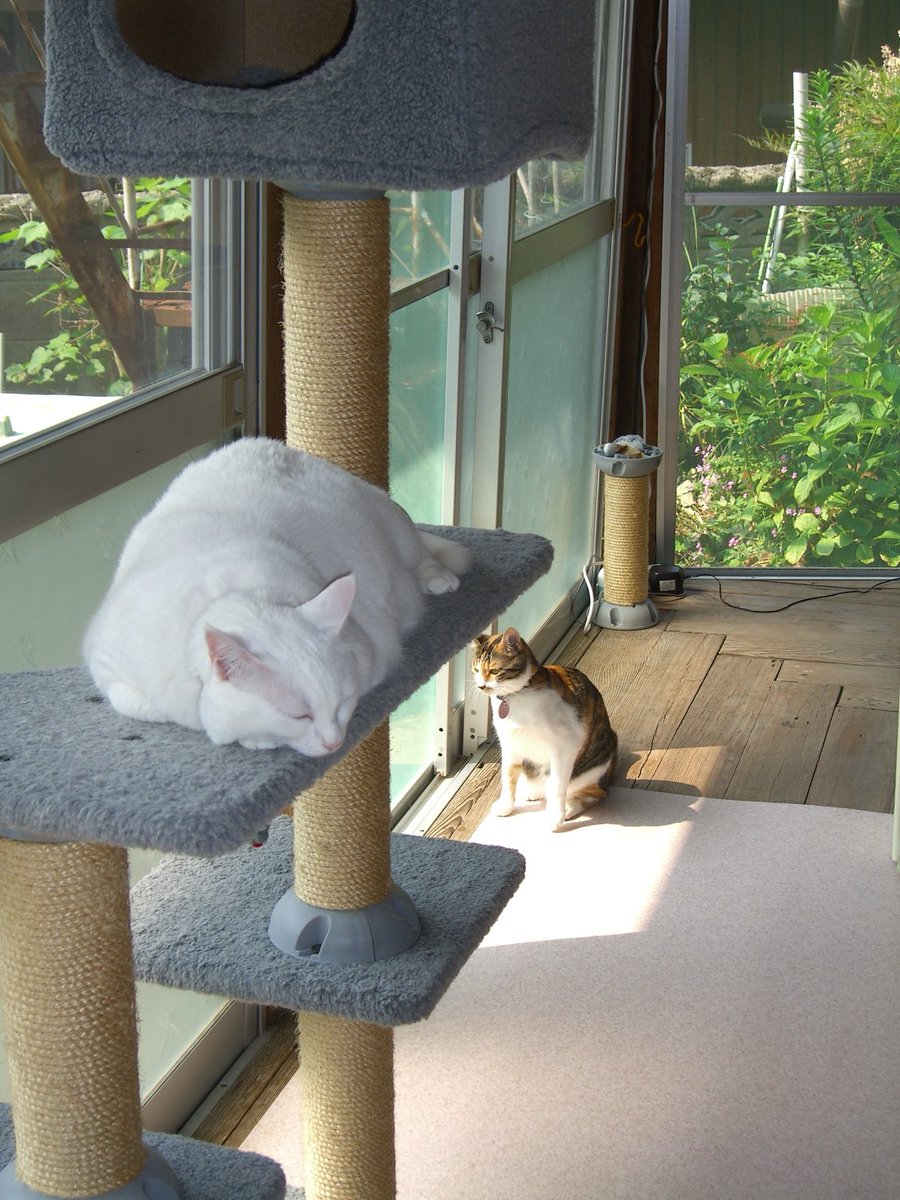 suepy001's tweet photo. 縁側でまったり

#すえぞぅさん（当時7歳1ヶ月） #白猫
#まめすけさん（当時0歳11ヶ月） #三毛猫
#20年前の今日 #猫がいる生活  #猫好きさんと繋がりたい  #猫のいる暮らし  #猫のいる幸せ #ねこかわいいね https://t.co/6EdduJTFoT