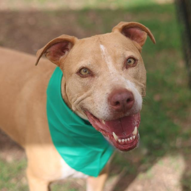 Jazzstew34's tweet photo. 🚨 URGENT — SAN ANTONIO ACS — Sweet girl DAISY #A810914 🥰 IS ON THE KILL LIST & needs a HOLD by 11:30 AM CT Friday (06/05/2026)! 🐾❤️

This sweet 8-year-old Tan/White American Pit Bull Terrier blend has only been at the shelter for **1 day**. Daisy and her kennel mate Zoe were owner-surrendered and placed straight onto the kill list due to capacity — with no time for evaluation notes yet. 🐶❤️

At 8 years old, Daisy is considered a senior and deserves a calm, loving home where she can spend her golden years in comfort and peace. She’s large-sized and ready for someone to give her the gentle care and security she needs.

**Profile:** https://t.co/HzYsVuiOFA

San Antonio Animal Care Services (ACS)  
4710 TX-151, San Antonio, TX 78227  
Call: (210) 207-4738 — mention #A810914 and ask for a HOLD by 11:30 AM Friday!

Official ACS Capacity Euthanasia List (updates every 15 minutes)  
https://t.co/pSeY00gQLW

Full details & ways to help DAISY:

❤️ Adoptions: acsadoptions@sanantonio.gov  
❤️ Rescue / Foster: acsrescue-foster@sanantonio.gov  
Out-of-State: acscustomerservice@sanantonio.gov

🌎 Rescues & Transport:

**Paws Saving Paws**  
Email: Jaradh@pawssavingpaws.org  
Phone: (954) 802-0701  
Website: https://t.co/LZ5kDmgTpL

**Rescue A Death-row Doggie (RADD)**  
Email: raddrescue1@gmail.com  
Phone: (413) 668-7361

**Save Texas K9s**  
Email: info@savetexask9s.org  
Phone: (940) 581-0765  
Website: https://t.co/bd3p5AiYwD

🐾 Local San Antonio Rescues (Please tag!):  
San Antonio Pets Alive! (SAPA) — @sapetsalive  
Animal Defense League of Texas (ADL) — @ADLofTX  
San Antonio Humane Society — @sahumane  
@pawssavingpaws

**🔁 Reposters & Boosters (Please share!):**  
@sapetsalive @ADLofTX @sahumane @SNIPSA1 @SGDRSA @TXSweeties @TexasDogRescue @GodsDogsRescue @_taysmyoxygen1d @sricephotograph @KellyG581976179 @marshagcoogan @RealPaulMueller @pups_in_need @dragonfruitxyz @plumerias78727 @Jazzstew34 @spurs @SanAntonioFC @ksatnews @KENS5 @FOXSA @UTSARoadrunners @SA_Missions @CarsCoffeeSA @sacornerstone

❤️ Pledges for medical care, transport, or foster are greatly appreciated — please comment below!

Every share helps save a life! 🐾❤️

Please share — Daisy is 8 years old and was placed straight on the kill list after only 1 day with her kennel mate. Senior dogs deserve better. 🐾❤️🥰  
#SanAntonioACS #SaveDaisy #PitBullMix #SeniorDog #AdoptDontShop #TexasRescue #FostersSaveLives #SanAntonioDogs