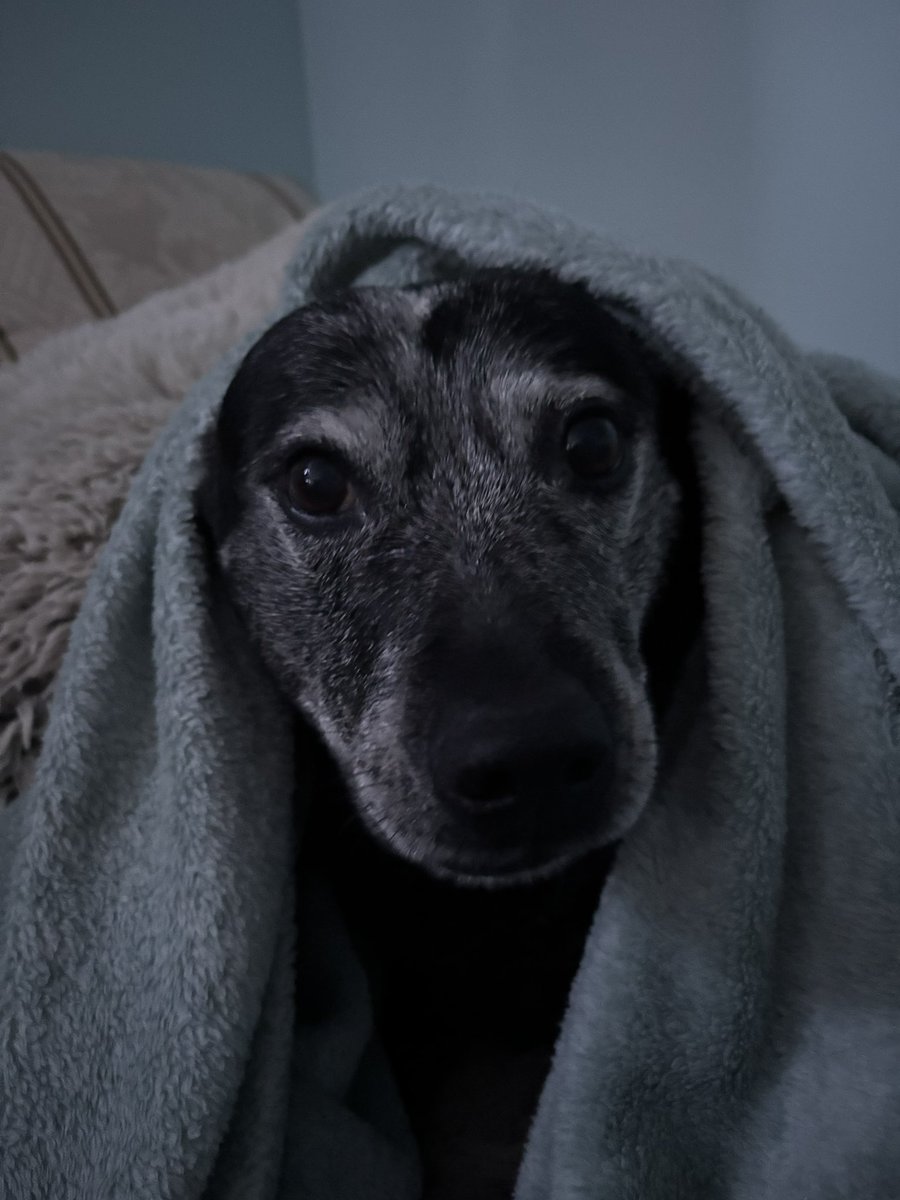 bindyandbrutus's tweet photo. Happy Friday everyone. It’s a bit cool this morning https://t.co/65qWclsDg6