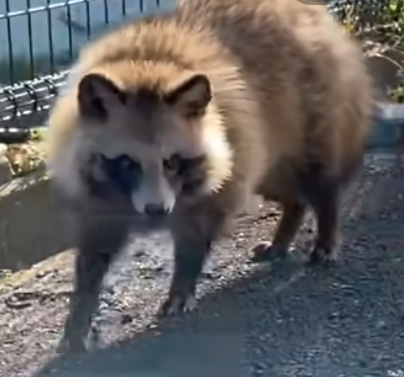 たぬき