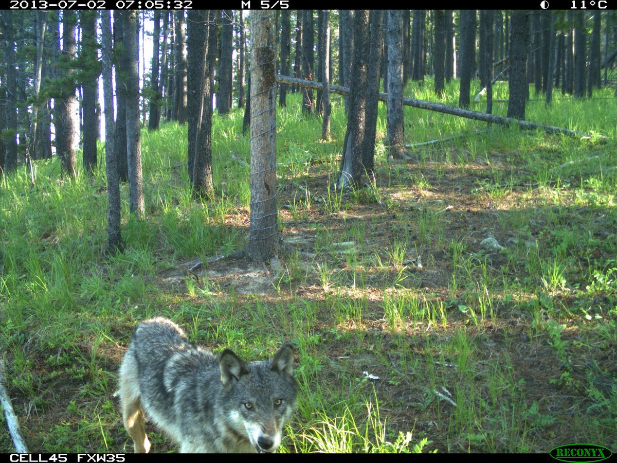 Trail_Cams's tweet photo. https://t.co/4Qp3jkHvyn