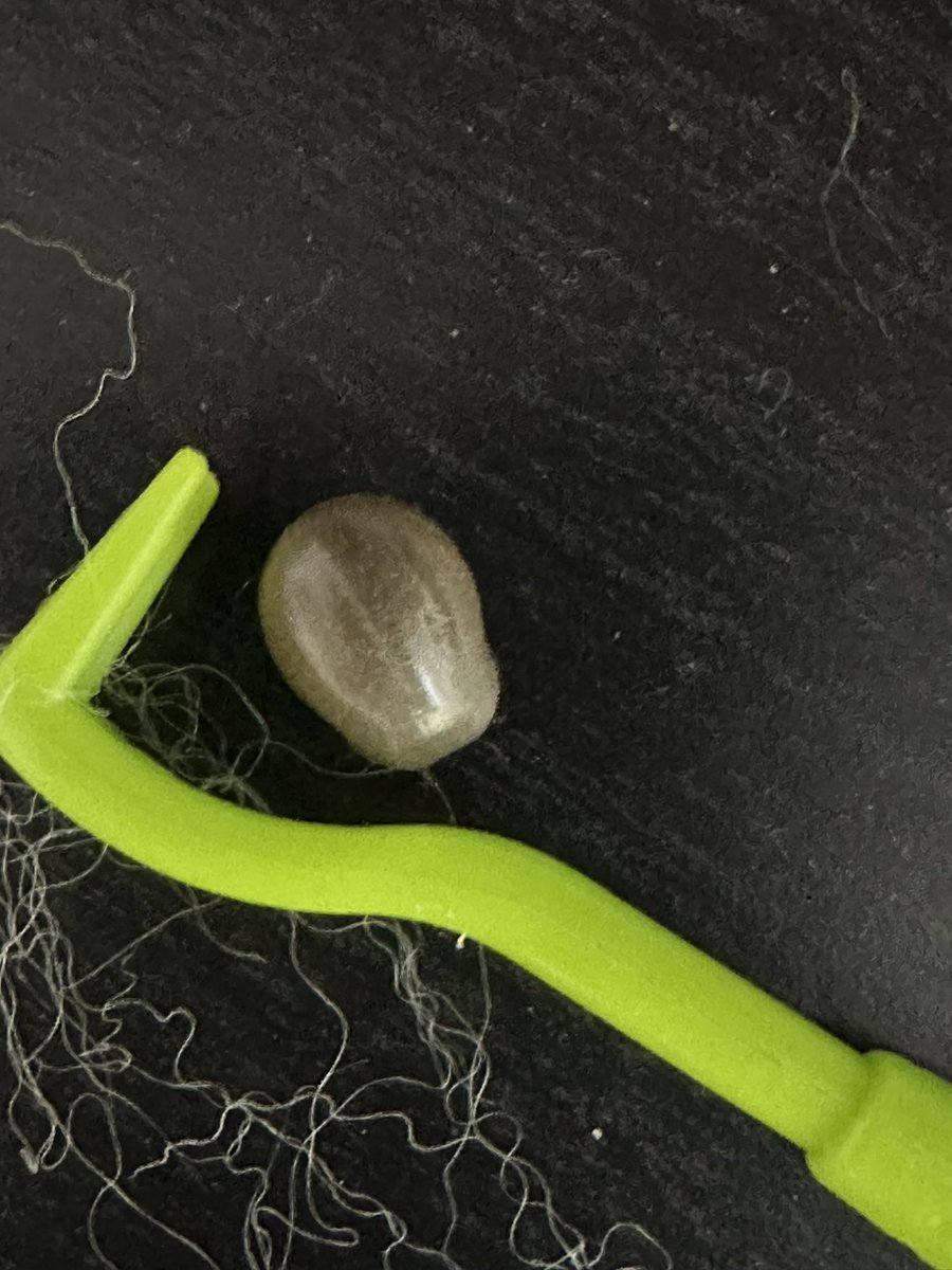 cmonmun's tweet photo. @echetus We spend hours finding and removing these buggers from the dog. Lyme disease in the nature reserve opposite us. https://t.co/Kp76CagIDW