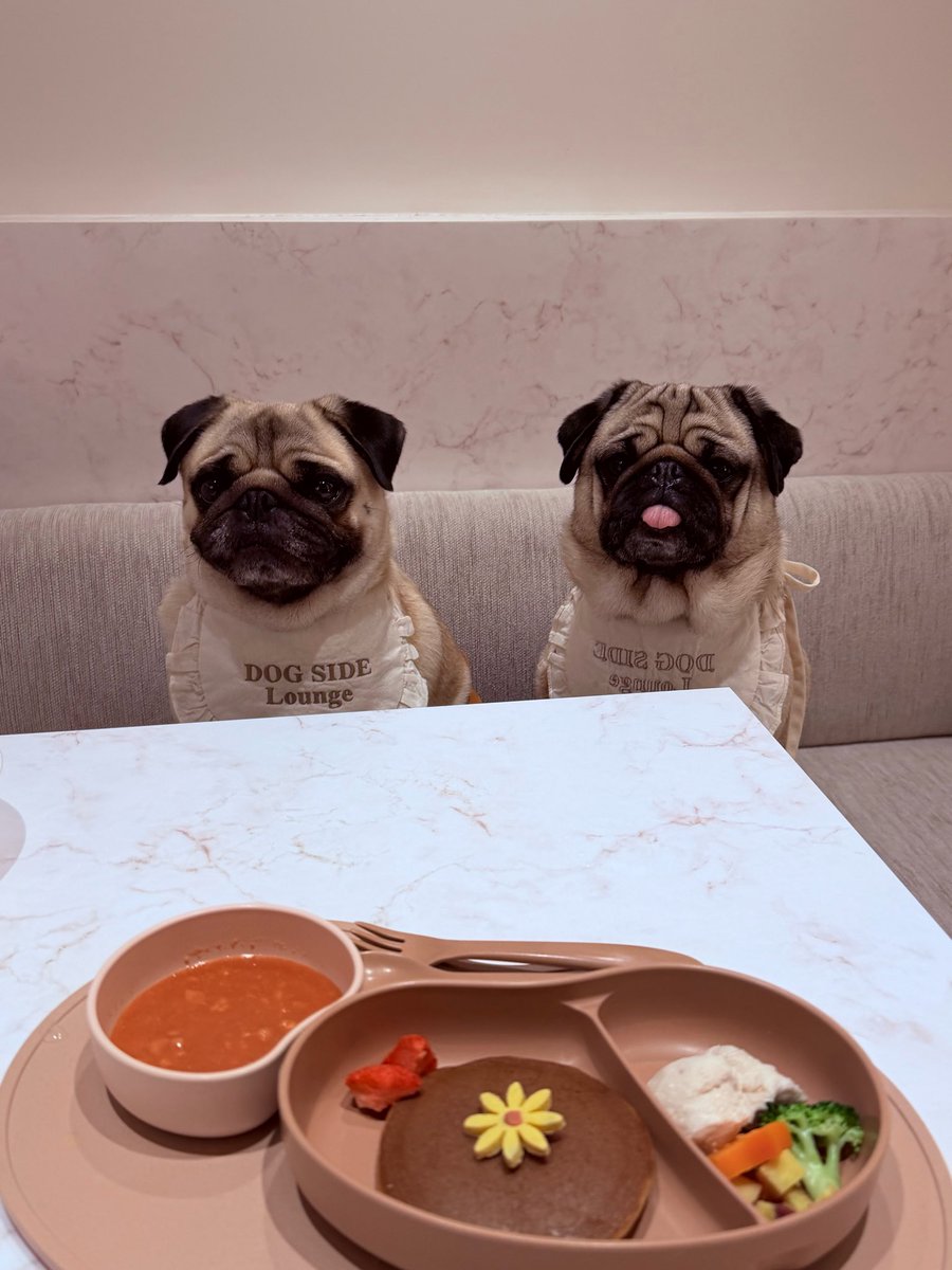 PUG] ごちそう、いただきます！🍽️ (Let's eat! 🍽️) #パグ #pug