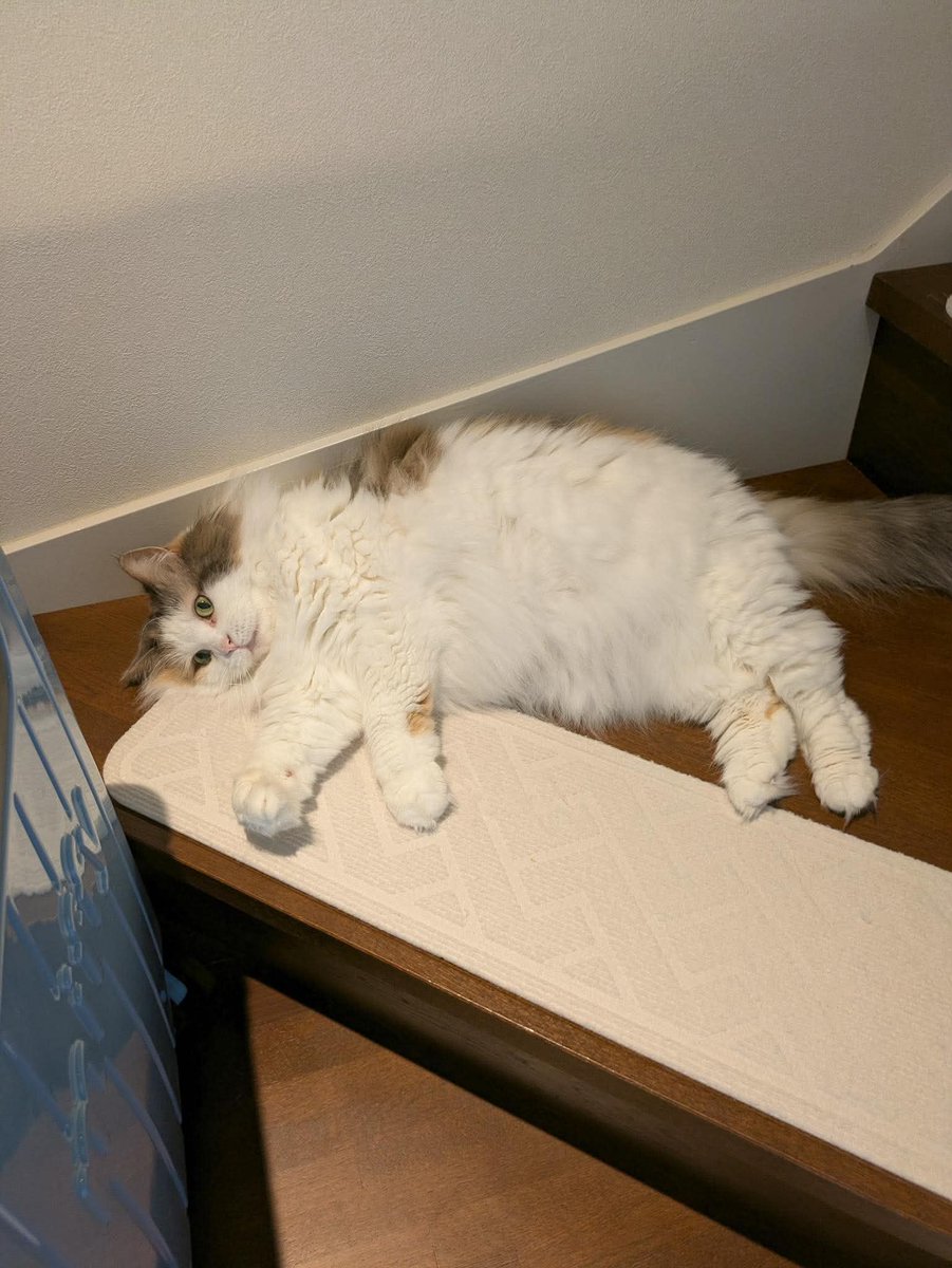 broad_ceo's tweet photo. うちのルナとリリーです。もう10年くらい一緒にいる、家族同然の存在です🐱
最初に来てくれたリリーは僕がお迎えして、2匹目のルナは妻が連れてきてくれました。
経営の話とは別の世界ですけど、こういう存在が日々の支えになってくれるんですよね。 https://t.co/RNxKUOp5D2