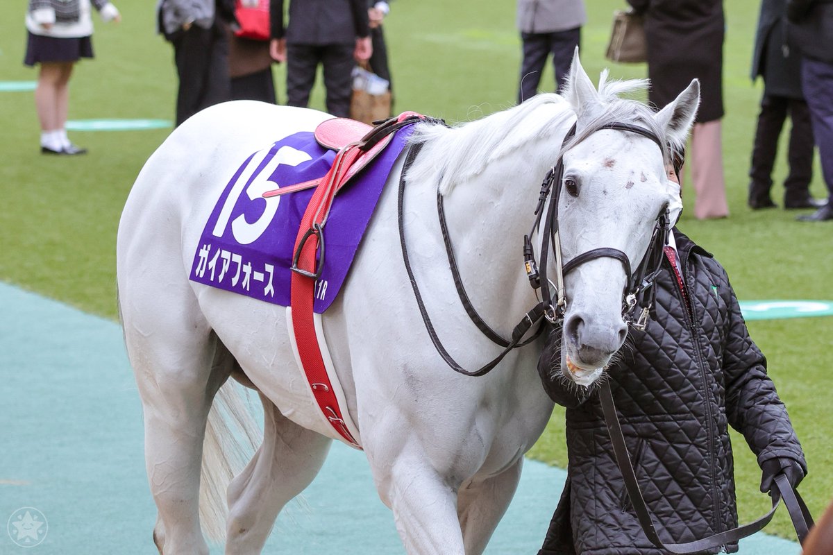 _star_1st's tweet photo. みんなシェケナことガイアフォースに夢中ですが、同世代のセイウンハーデスのこともお忘れなく！
菊花賞以来の再会です！ https://t.co/qLo4tO7dSr
