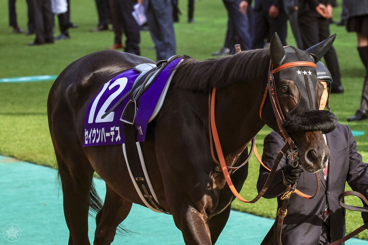 _star_1st's tweet photo. みんなシェケナことガイアフォースに夢中ですが、同世代のセイウンハーデスのこともお忘れなく！
菊花賞以来の再会です！ https://t.co/qLo4tO7dSr