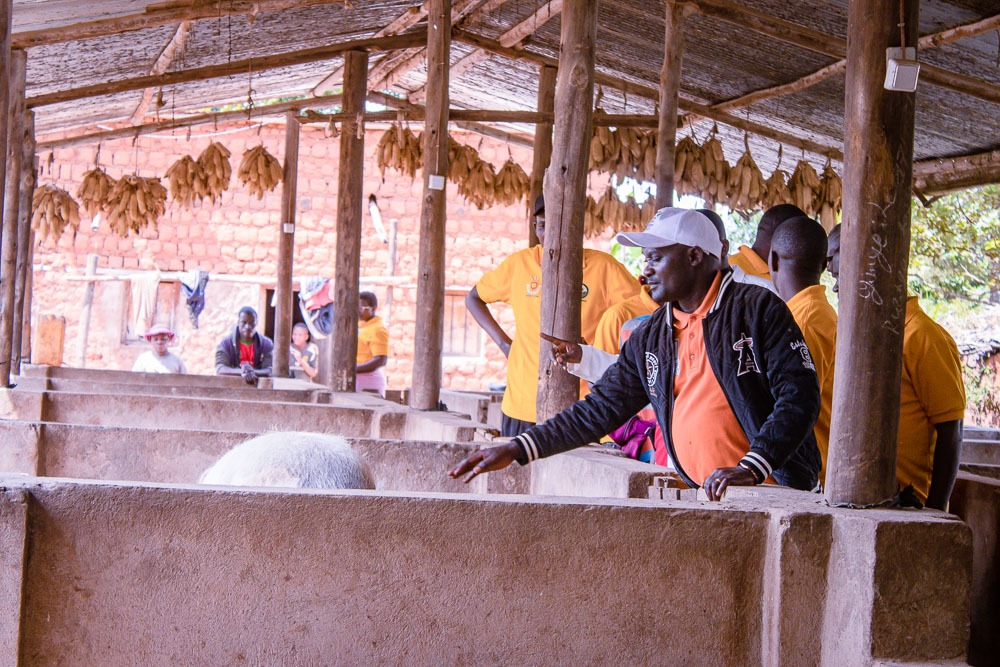 Gitega's tweet photo. #Burundi Le directeur provinciale a visitĂ© lâexploitation agricole Farmer Groupe, situĂ©e sur la colline #Gitanga, zone #Buhiga. Cette structure Ă©lĂšve plus de 350 porcs et six bovins, et exploite deux hectares de cultures destinĂ©es Ă lâalimentation animale. https://t.co/iK56WUyat8