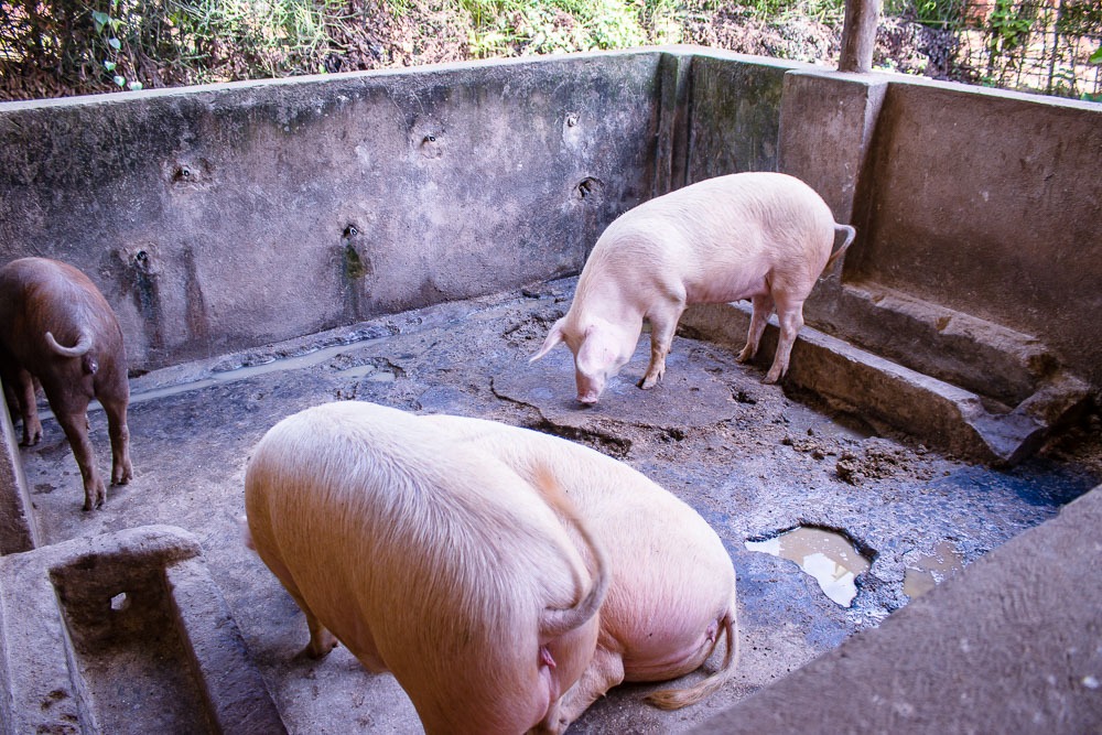 Gitega's tweet photo. #Burundi Le directeur provinciale a visitĂ© lâexploitation agricole Farmer Groupe, situĂ©e sur la colline #Gitanga, zone #Buhiga. Cette structure Ă©lĂšve plus de 350 porcs et six bovins, et exploite deux hectares de cultures destinĂ©es Ă lâalimentation animale. https://t.co/iK56WUyat8