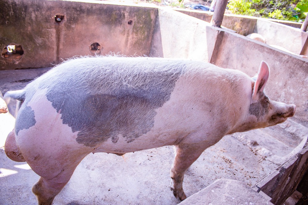 Gitega's tweet photo. #Burundi Le directeur provinciale a visitĂ© lâexploitation agricole Farmer Groupe, situĂ©e sur la colline #Gitanga, zone #Buhiga. Cette structure Ă©lĂšve plus de 350 porcs et six bovins, et exploite deux hectares de cultures destinĂ©es Ă lâalimentation animale. https://t.co/iK56WUyat8