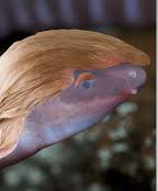 use32539's tweet photo. @SecRollins @USDA_APHIS @USDA "Due to its flesh-eating parasitic behavior, foul smelling lesions they leave, and its recent discovery in Texas the New World Screwworm will be renamed the Trump Screws Americaworm." https://t.co/IqwZOlowGX
