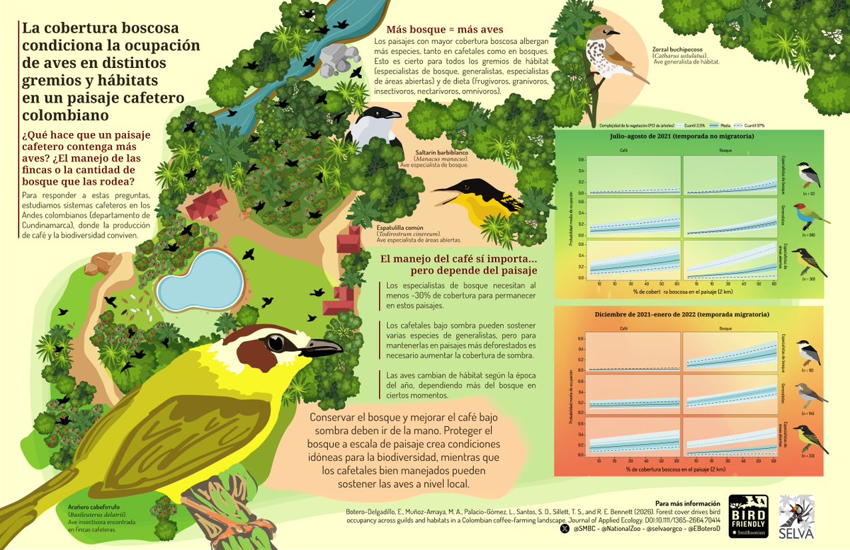 selvaorgco's tweet photo. 🌿🐦 ¿Qué hace que un paisaje cafetero pueda albergar más aves?

En este estudio encontramos que la cobertura forestal es un factor clave para la presencia de aves de distintos grupos ecológicos y hábitats en paisajes cafeteros de Colombia.

https://t.co/nf77m3qfBu https://t.co/2ApeszSnTi