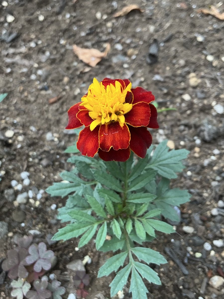 percuspoon's tweet photo. おはようございます♪

#マリーゴールド 溢れ種です
ピンチせず花が咲きました🌺
この花は摘んで生けますが、多分脇芽が出るでしょう😊
昨年同様ナメクジ要注意です⚠️

週末金曜日⛅️
雲多そうですが過ごしやすいでしょうか
良い日でありますように🎶 https://t.co/iyXCkWtrez