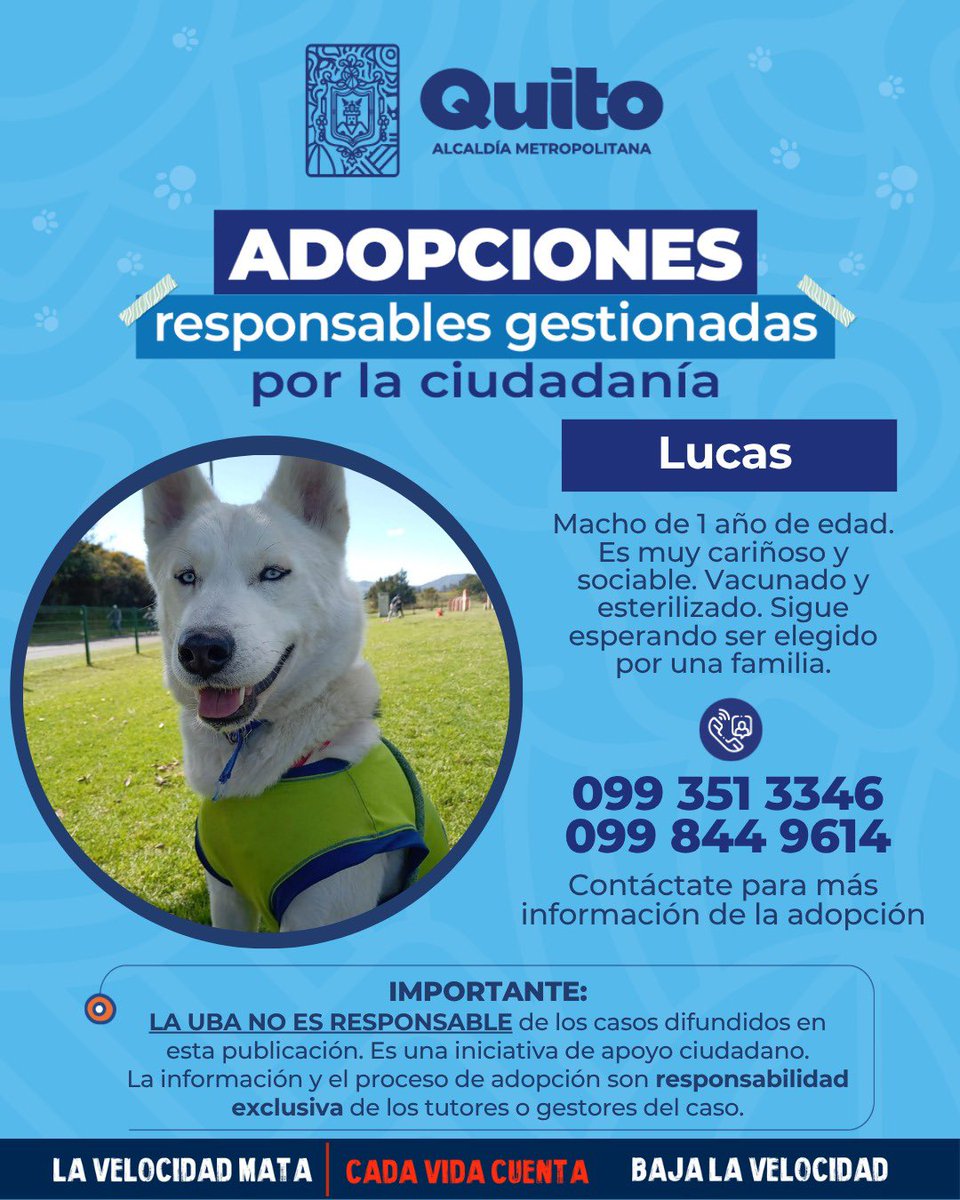 UBAQuito's tweet photo. #SeBuscaAlTutor | este lindo perrito fue encontrado en el terminal Quitumbe, su tutor fue hace 2 días a preguntar por él, si lo conoces avísale de su paradero.
Comparte para que vuelva a casa 🏡 https://t.co/aAIWWzNUzh