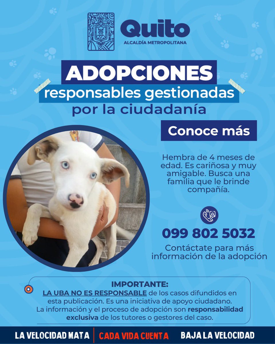 UBAQuito's tweet photo. #SeBuscaAlTutor | este lindo perrito fue encontrado en el terminal Quitumbe, su tutor fue hace 2 días a preguntar por él, si lo conoces avísale de su paradero.
Comparte para que vuelva a casa 🏡 https://t.co/aAIWWzNUzh
