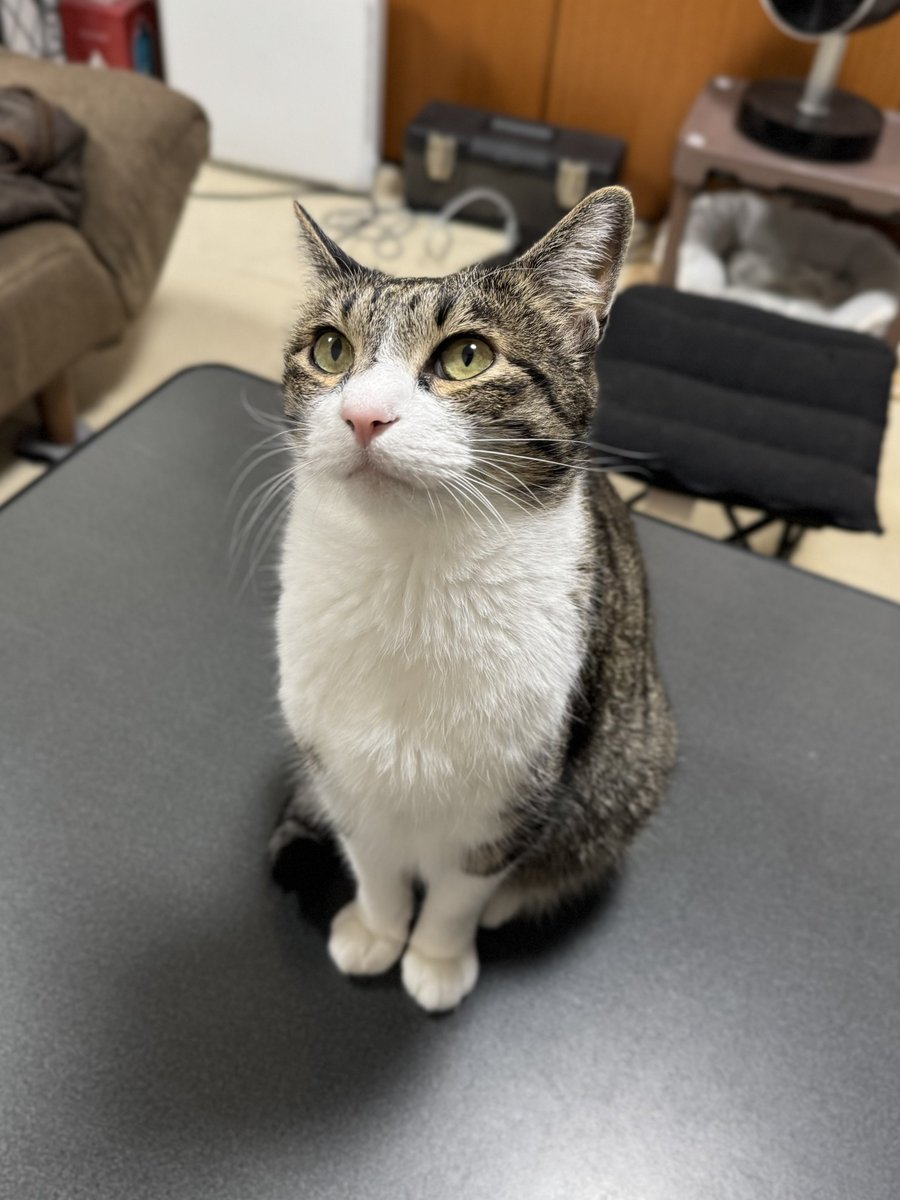 ぎんのねこ (@ginnonekoch) / Posts / X