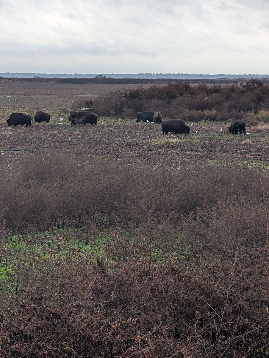 Free_Fla's tweet photo. @1Nicdar Here's a shot I got of the bison, recently. They were hanging out by the 441 observation deck. https://t.co/hddVA2ABye